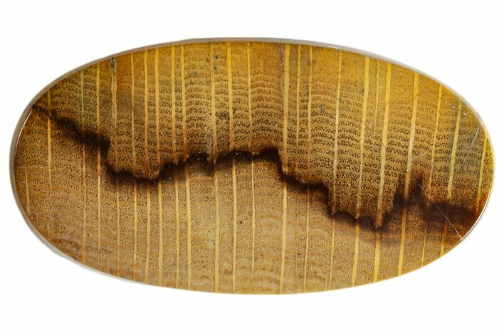Polished Petrified Oak Wood Cabochon #171363
